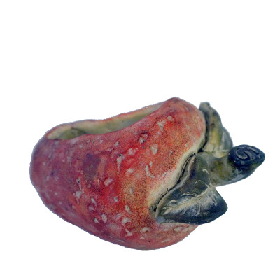 ΚΑΣΠΩ ''ΦΡΑΟΥΛΑ'' ΚΕΡΑΜ. 24ΕΚ JOE209