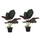 Artekko Artekko Faux Τεχνητή Αλοκασία σε Γλάστρα Πλαστικό Πράσινο Μαύρο (41x17x41)cm Σετ/2 SA11652