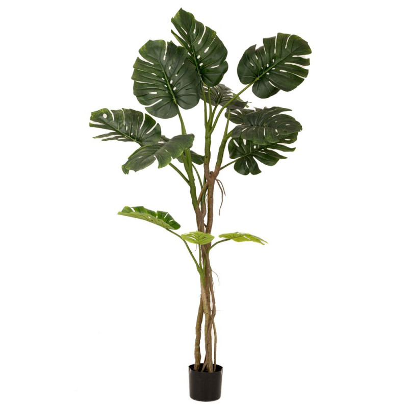 ΦΥΤΟ ΜΟΝΣΤΕΡΑ ΜΕ 180ΕΚ.ΜΕ 13 ΦΥΛΛΑ ΣΕ ΠΛΑΣΤΙΚΗ ΓΛΑΣΤΡΑ (17Χ15ΕΚ)