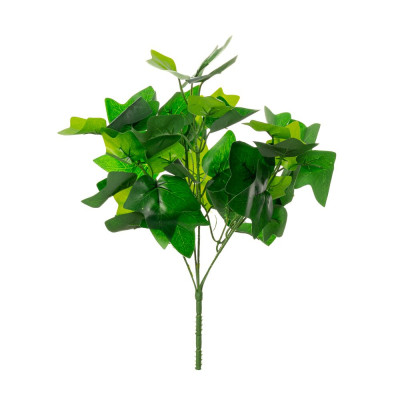 ΡΙΖΑ ΚΙΣΣΟΣ ΜΕ 45 ΦΥΛΛΑ 35ΕΚ