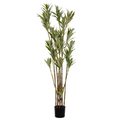 ΔΡΑΚΕΝΑ ΦΥΤΟ 200ΕΚ ΜΕ UV KAI FIRE PROTECTION (ΒΡΑΔΥΚΑΥΣΤΟ)