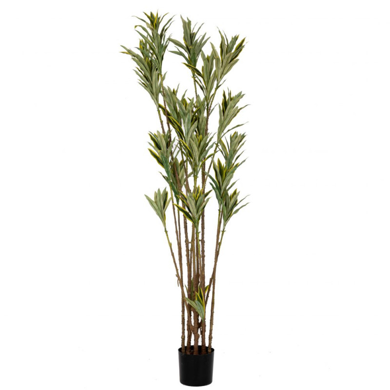 ΔΡΑΚΕΝΑ ΦΥΤΟ 200ΕΚ ΜΕ UV KAI FIRE PROTECTION (ΒΡΑΔΥΚΑΥΣΤΟ)