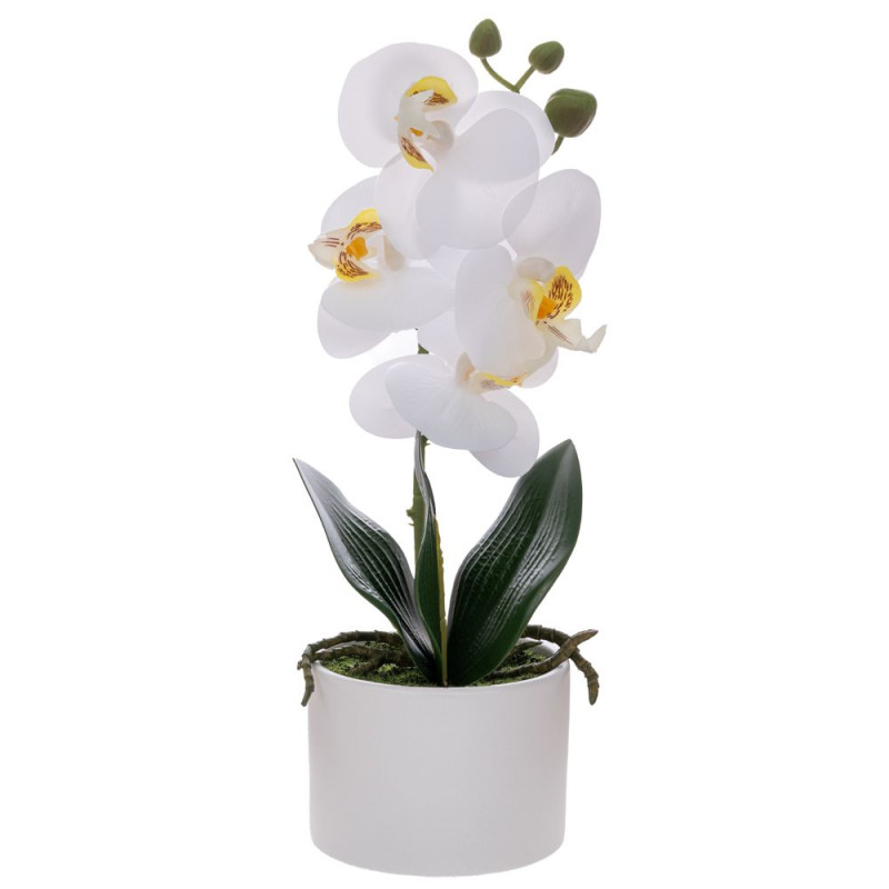ΛΕΥΚΗ ΟΡΧΙΔΕΑ PHALAENOPSIS ΣΕ ΛΕΥΚΟ ΚΕΡΑΜΙΚΟ ΚΑΣΠΩ 28ΕΚ