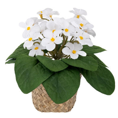 ΜΑΡΓΑΡΙΤΕΣ ΛΕΥΚΕΣ 17ΕΚ ΣΕ SEAGRASS ΚΑΣΠΩ Φ9Χ7ΕΚ