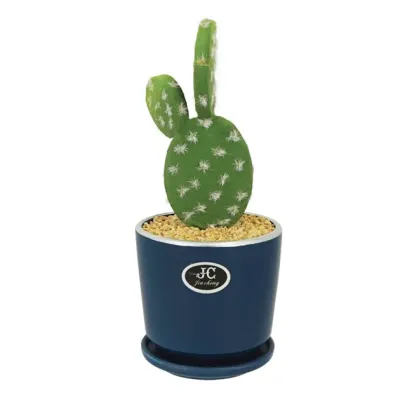 ΚΑΚΤΟΣ-ΟΠΟΥΝΤΙΑ ΣΕ ΚΑΣΠΩ ΜΕ ΠΙΑΤΟ Φ11x24cm 1/48ΚΙΒ ΚΑΚΤΟΣ-ΟΠΟΥΝΤΙΑ ΣΕ ΚΑΣΠΩ ΜΕ ΠΙΑΤΟ Φ11x24cm 1/48ΚΙΒ