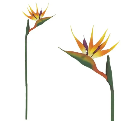 ΚΛΑΔΙ ΠΟΥΛΙ ΤΟΥ ΠΑΡΑΔΕΙΣΟΥ ΚΟΚΚΙΝΟ - Y80cm 24/144ΚIB