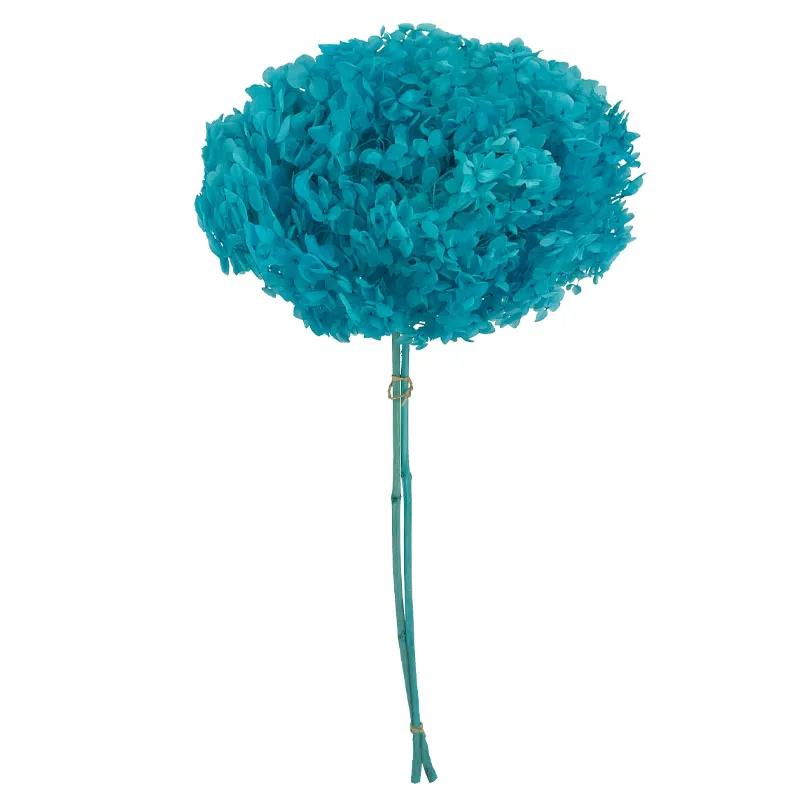 ΚΛΑΔΙ KYANO ΟΡΤΑΝΣΙΑ ΑΠΟΞΗΡΑΜΕΝΟ 1~2TMX/ΜΑΤΣΟ Φ25~27 x Y50~60cm, 42~52cm ΤΟ ΑΝΘΟΣ 30/ΚΙΒ ΚΛΑΔΙ KYANO ΟΡΤΑΝΣΙΑ ΑΠΟΞΗΡΑΜΕΝΟ 1~2TMX/ΜΑΤΣΟ Φ25~27 x Y50~60cm, 42~52cm ΤΟ ΑΝΘΟΣ 30/ΚΙΒ