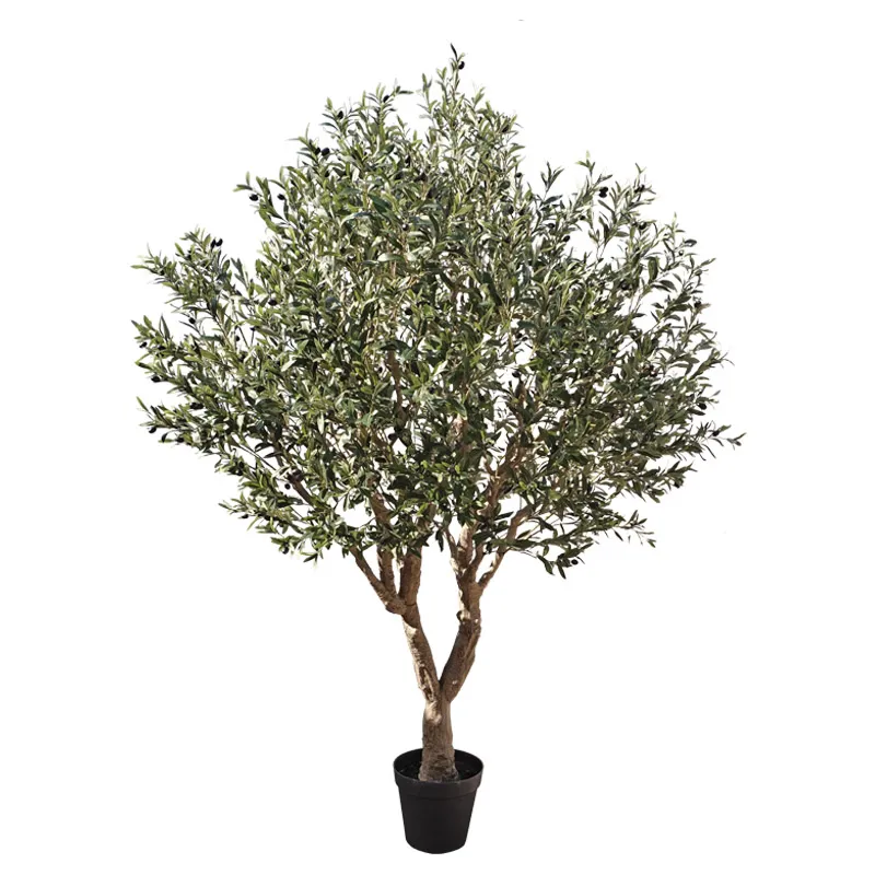 ΔΕΝΤΡΟ ΕΛΙΑΣ ΣΕ ΓΛΑΣΤΡΑ ΣΥΝΑΡΜΟΛΟΓΟΥΜΕΝΟ - Υ250cm 1/KIB