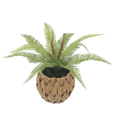 ΦΤΕΡΗ ΣΕ ΠΛΕΚΤΟ ΠΛΑΣΤΙΚΟ ΚΑΛΑΘΙ ΚΑΦΕ-ΠΡΑΣΙΝΟ - Υ30cm 6/48ΚΙΒ ΦΤΕΡΗ ΣΕ ΠΛΕΚΤΟ ΠΛΑΣΤΙΚΟ ΚΑΛΑΘΙ ΚΑΦΕ-ΠΡΑΣΙΝΟ - Υ30cm 6/48ΚΙΒ