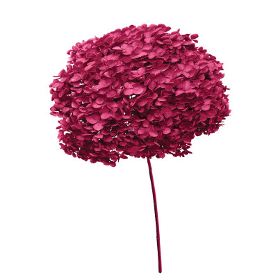 ΑΠΟΞΗΡΑΜΕΝA ΚΛΑΔΙΑ ΦΟΥΞ ΟΡΤΑΝΣΙΑ ΜΑΤΣΟ ~1-2τμχ - Υ55cm 20/ΚΙΒ