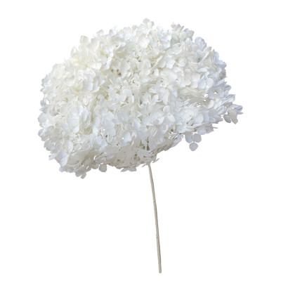 ΑΠΟΞΗΡΑΜΕΝA ΚΛΑΔΙΑ ΛΕΥΚΟ ΟΡΤΑΝΣΙΑ ΜΑΤΣΟ ~1-2τμχ - Υ55cm 20/ΚΙΒ