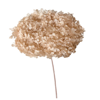 ΑΠΟΞΗΡΑΜΕΝA ΚΛΑΔΙΑ ΕΚΡΟΥ ΟΡΤΑΝΣΙΑ ΜΑΤΣΟ ~1-2τμχ - Υ55cm 20/ΚΙΒ