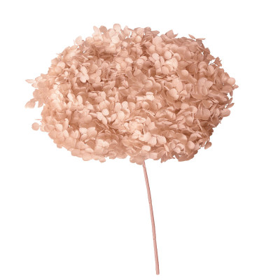 ΑΠΟΞΗΡΑΜΕΝA ΚΛΑΔΙΑ ΣΟΜΟΝ ΟΡΤΑΝΣΙΑ ΜΑΤΣΟ ~1-2τμχ - Υ55cm 20/ΚΙΒ