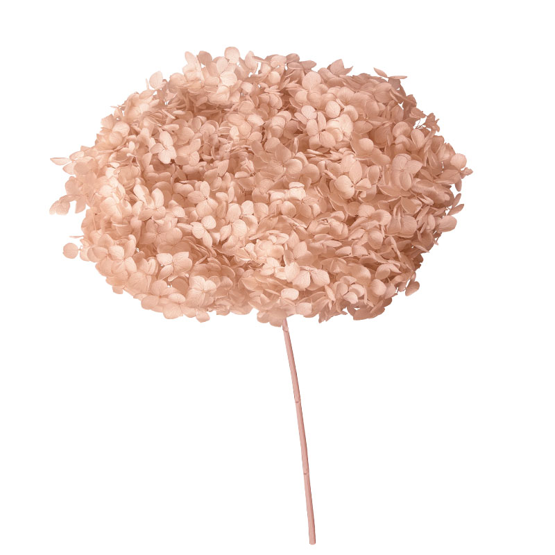 ΑΠΟΞΗΡΑΜΕΝA ΚΛΑΔΙΑ ΣΟΜΟΝ ΟΡΤΑΝΣΙΑ ΜΑΤΣΟ ~1-2τμχ - Υ55cm 20/ΚΙΒ