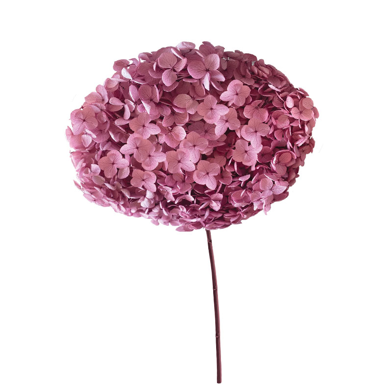 ΑΠΟΞΗΡΑΜΕΝA ΚΛΑΔΙΑ ΒΙΟΛΕΤΙ ΟΡΤΑΝΣΙΑ ΜΑΤΣΟ ~1-2τμχ - Υ55cm 20/ΚΙΒ