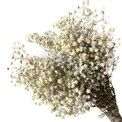 ΑΠΟΞΗΡΑΜΕΝA ΚΛΑΔΙΑ ΛΕΥΚΟ ΓΥΨΟΦΥΛΗ ΜΑΤΣΟ 100gr - Υ70-80cm 30/ΚΙΒ