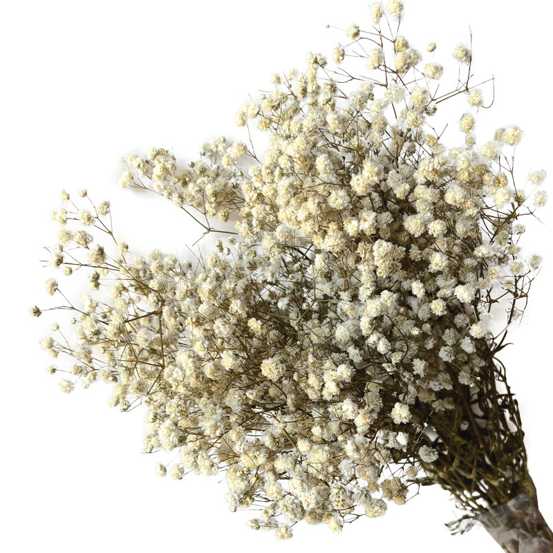 ΑΠΟΞΗΡΑΜΕΝA ΚΛΑΔΙΑ ΛΕΥΚΟ ΓΥΨΟΦΥΛΗ ΜΑΤΣΟ 100gr - Υ70-80cm 30/ΚΙΒ