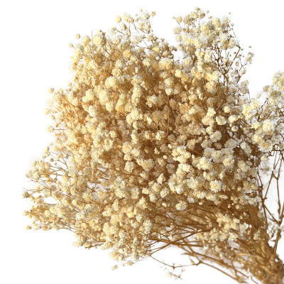 ΑΠΟΞΗΡΑΜΕΝA ΚΛΑΔΙΑ ΜΠΕΖ ΓΥΨΟΦΥΛΗ ΜΑΤΣΟ 100gr - Υ70-80cm 30/ΚΙΒ