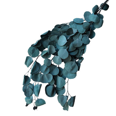 ΑΠΟΞΗΡΑΜΕΝA ΚΛΑΔΙΑ ΠΡΑΣΙΝΟ/ΜΠΛΕ ΕΥΚΑΛΥΠΤΟΣ ΜΑΤΣΟ 100g - Υ75-80cm 50/ΚΙΒ