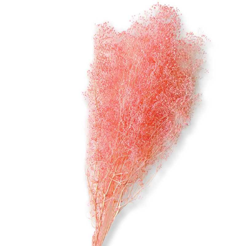 ΑΠΟΞΗΡΑΜΕΝA ΚΛΑΔΙΑ ΡΟΖ ΓΥΨΟΦΥΛΛΗ MILLION STARS ΜΑΤΣΟ 50gr - Y75-80cm 100/ΚΙΒ