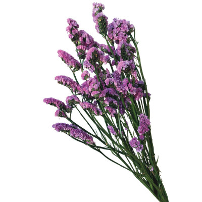 ΔΙΑΤΗΡΗΜΕΝA ΦΟΥΞ ΚΛΑΔΙΑ ΛΕΙΜΩΝΙΟ ΔΑΝΤΕΛΩΤΟ ΜΑΤΣΟ 120gr - Υ80cm 40/ΚΙΒ