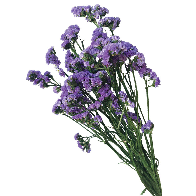 ΔΙΑΤΗΡΗΜΕΝA ΜΩΒ ΚΛΑΔΙΑ ΛΕΙΜΩΝΙΟ ΔΑΝΤΕΛΩΤΟ ΜΑΤΣΟ 120gr - Υ80cm 40/ΚΙΒ