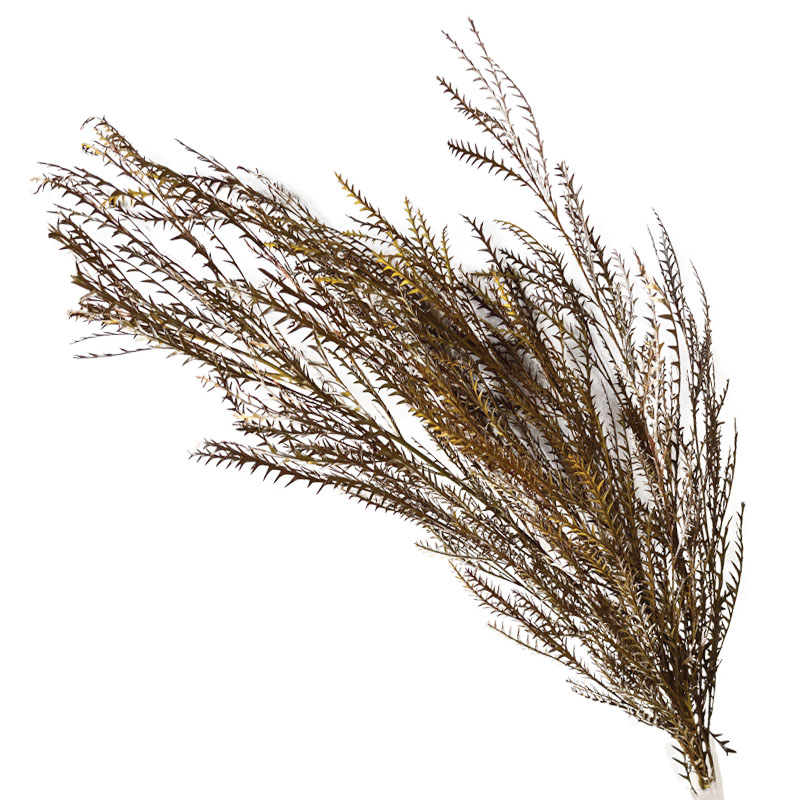 ΑΠΟΞΗΡΑΜΕΝΑ ΠΡΑΣΙΝΟ ΑΝΟΙΧΤΟ ΚΛΑΔΙΑ ΦΤΕΡΗΣ ΜΑΤΣΟ ~3τμχ - Υ120cm 70/ΚΙΒ