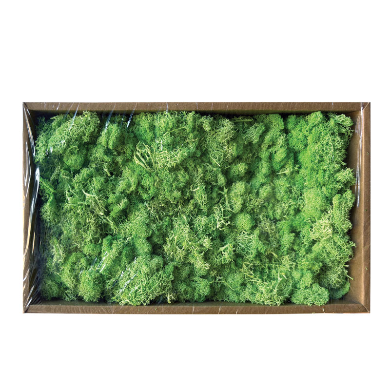 ΔΙΑΤΗΡΗΜΕΝΗ ΠΡΑΣΙΝΑΔΑ ΦΥΣΙΚΑ ΒΡΥΑ ΜΟΣΣ ΣΕ ΚΟΥΤΙ 500gr - 35x18x9cm 9/ΚΙΒ