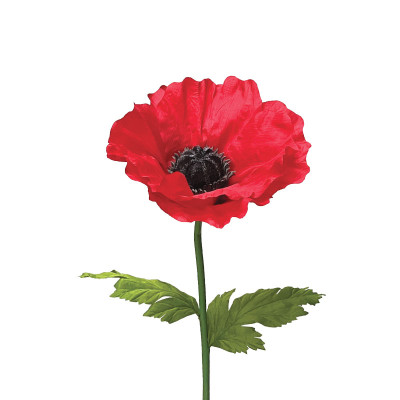 ΚΟΚΚΙΝΟ ΚΛΑΔΙ ΠΑΠΑΡΟΥΝΑ - Φ30x100cm 24/ΚΙΒ