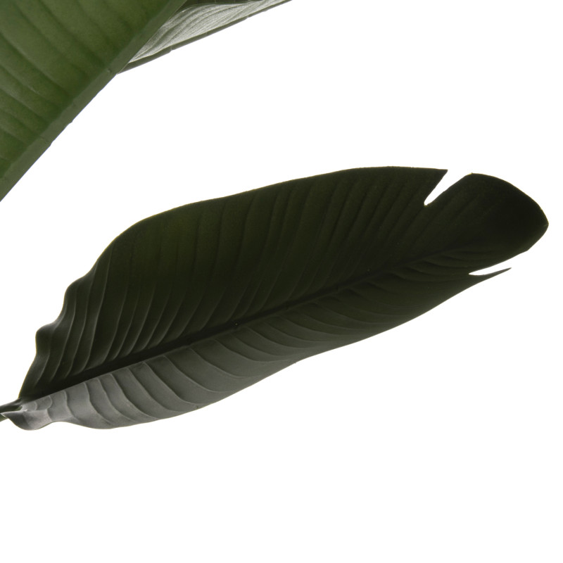 ΔΙΑΚΟΣΜΗΤΙΚΟ ΣΥΝΘΕΤΙΚΟ ΦΥΤΟ HM7982 ΣΤΡΕΛΙΤΣΙΑ ΣΕ ΓΛΑΣΤΡΑ Φ17x14,5-150Yεκ.