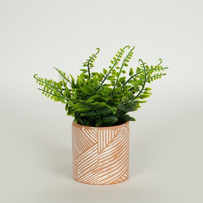 ΦΥΤΟ ΣΕ ΓΛΑΣΤΡΑΚΙ ΤΕΡΡΑΚΟΤΑ 18cm|758-14021