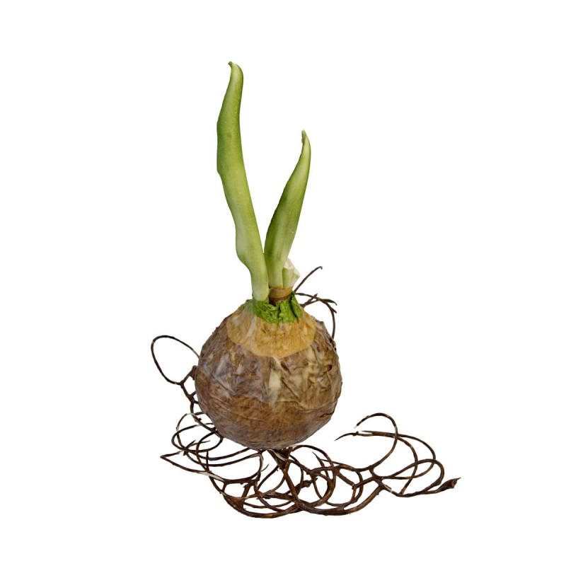 ART ET LUMIERE ΒΟΛΒΟΣ -ΚΡΕΜΜΥΔΙ - SKU -02517