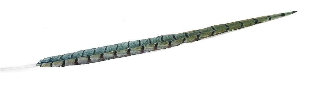 ΦΤΕΡΟ ΠΡΑΣΙΝΟ 55ΕΚ FTE229K6