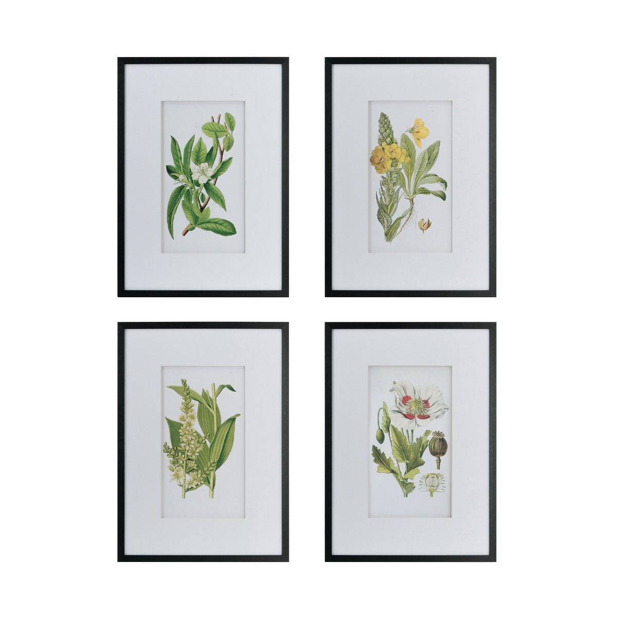 Artekko Artekko Botanical Λευκοί Πίνακες με Φυτά σε Μαύρη Κορνίζα (50x3x70)cm 4pcs AV44590
