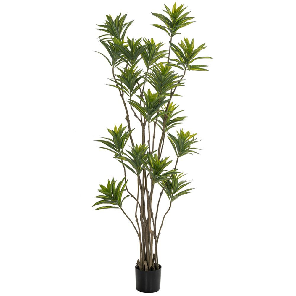 ΦΥΤΟ BAMBOO 180ΕΚ.ΣΕ ΜΑΥΡΗ ΠΛΑΣΤΙΚΗ ΓΛΑΣΤΡΑ (ΔΙΑΜΕΤΡΟΣ 65ΕΚ.) ΠΕΡΙΠΟΥ