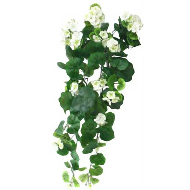 ΡΙΖΑ ΒΙΓΟΝΙΑ ΕΚΡΟΥ  Y75cm. 6/48ΚΙΒ